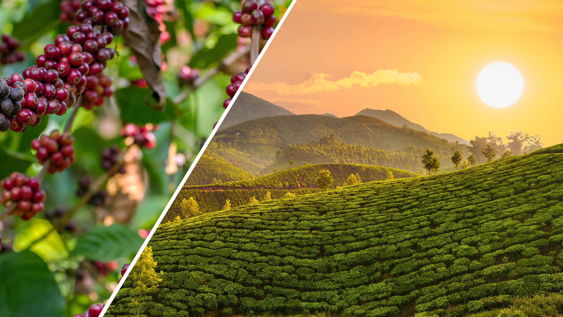 2020 Travel Goals:Visit These Tea & Coffee Plantation Regions In India